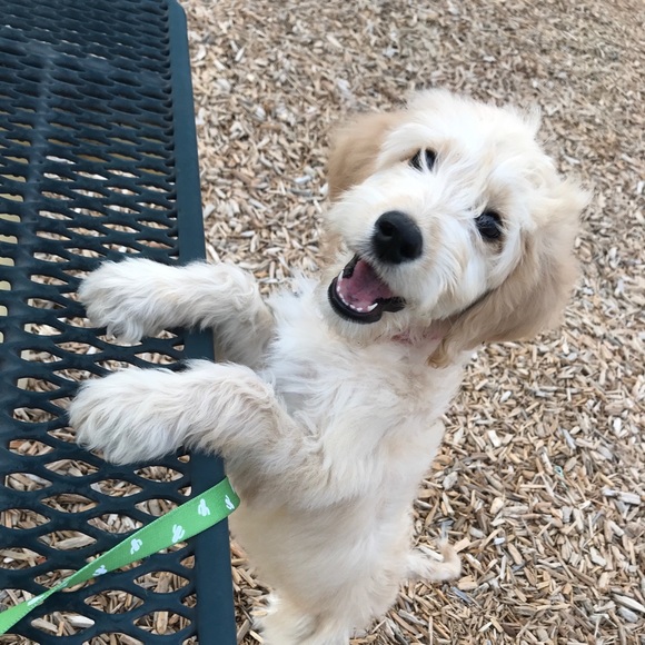 Meet your Posher, Stephani - Picture 1 of 1